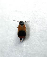 Anthocomus