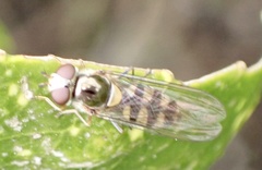 Meliscaeva auricollis