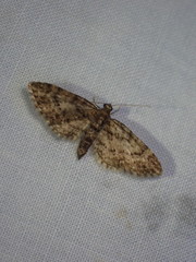 Eupithecia columbiata