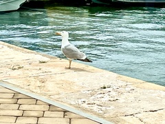 Larus michahellis