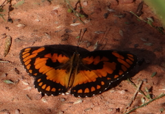 Byblia anvatara acheloia