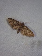 Eupithecia columbiata