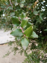 Cryptocarya alba