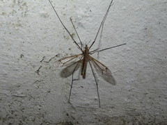 Tipula vernalis