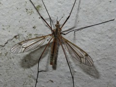 Tipula vernalis