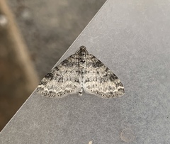 Lobophora nivigerata