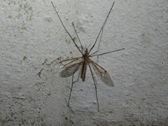 Tipula vernalis
