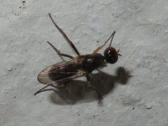 Nemopoda nitidula