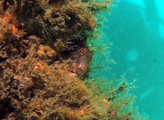 Parablennius intermedius