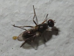 Nemopoda nitidula