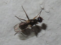 Nemopoda nitidula