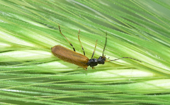 Rhagonycha fuscitibia
