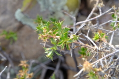 Berkheya spinosa