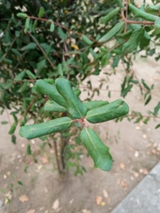 Crinodendron patagua