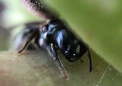 Ceratina strenua