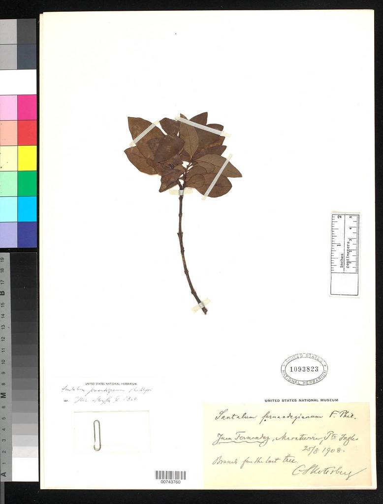 Santalum fernandezianum