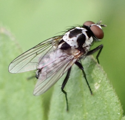 Anthomyia procellaris photo 3