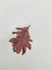 Phycodrys