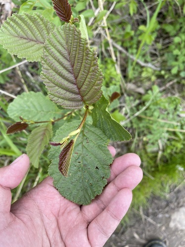 Alnus × pubescens, photograph 6