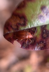 Tricholochmaea kalmiae