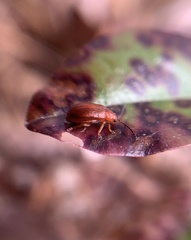 Tricholochmaea kalmiae