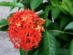 Papilio polytes romulus