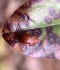 Tricholochmaea kalmiae