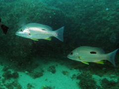 Lutjanus russellii
