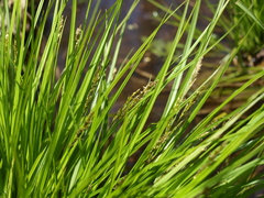 Carex elongata