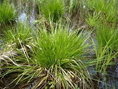Carex elongata