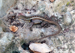 Sceloporus variabilis marmoratus