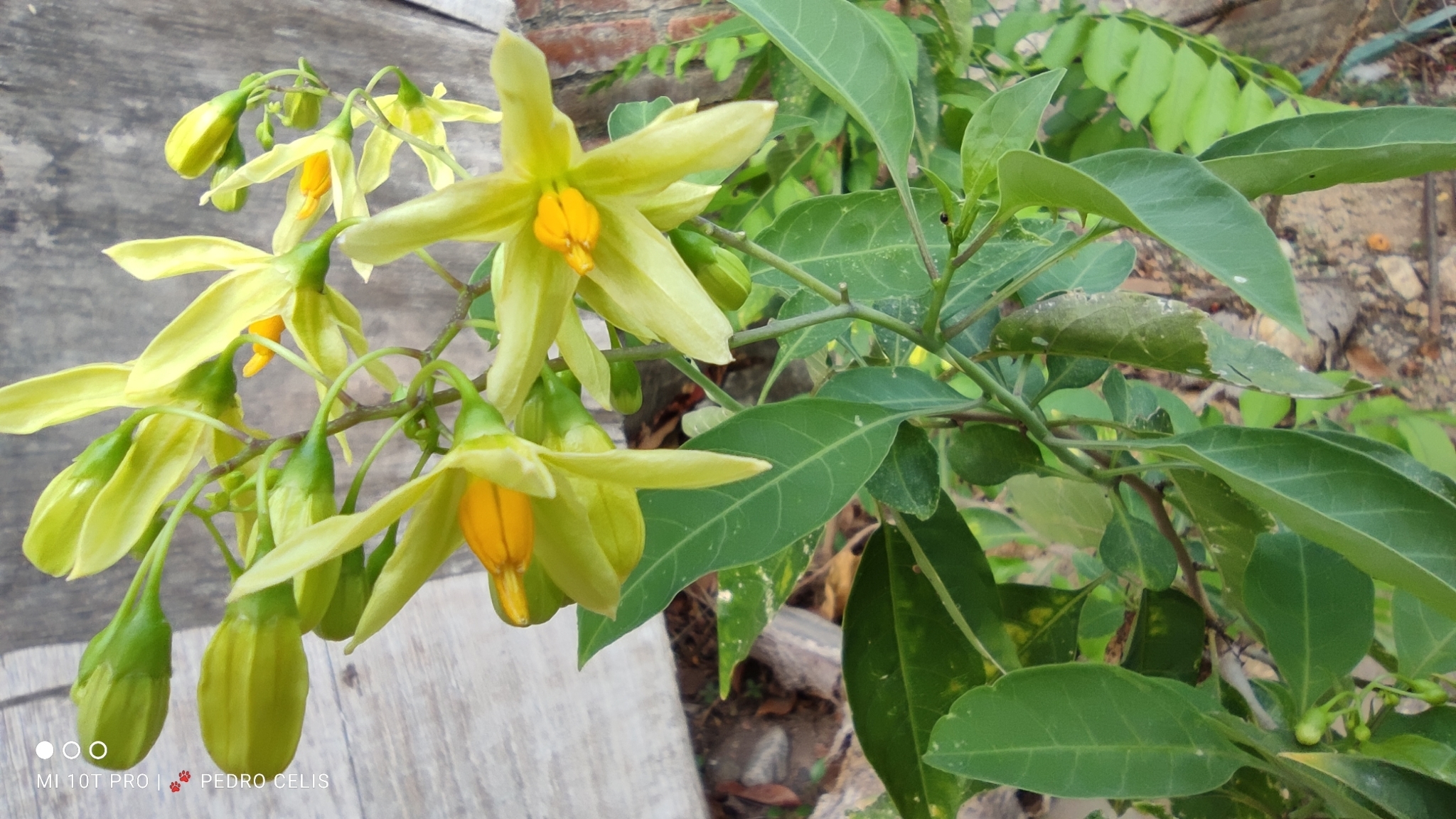 Solanum glaucescens