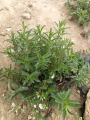 Veronica peduncularis