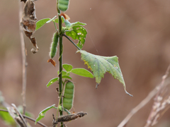 Cajanus scarabaeoides