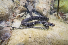 Natrix helvetica sicula