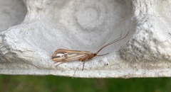 Limnephilus ornatus