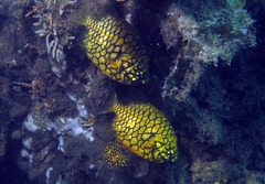 Cleidopus gloriamaris