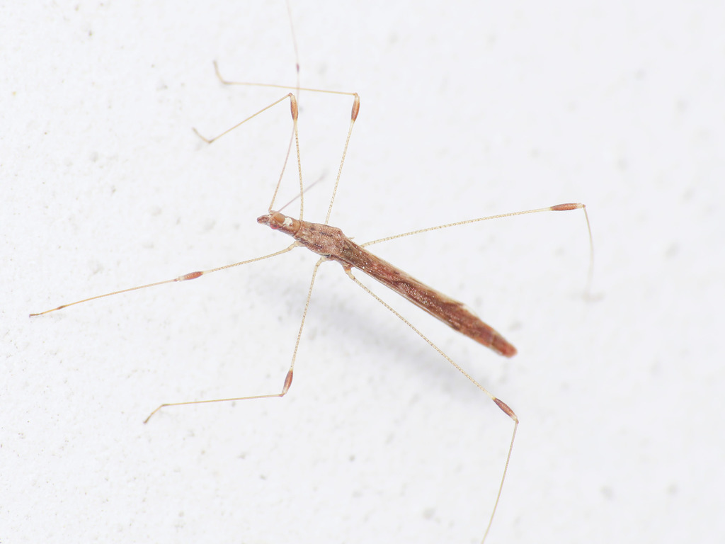 Apoplymus pectoralis