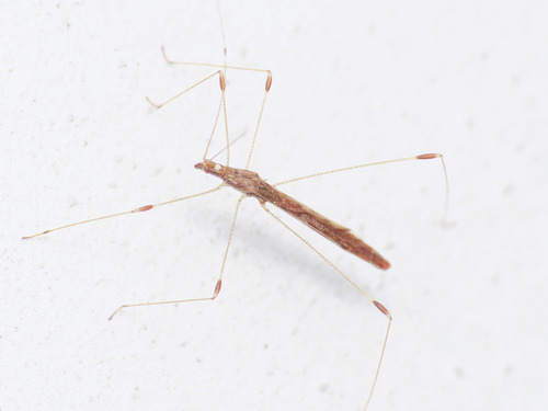 Apoplymus pectoralis