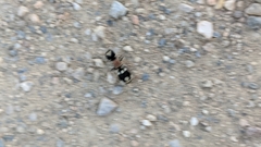 Ronisia barbarula