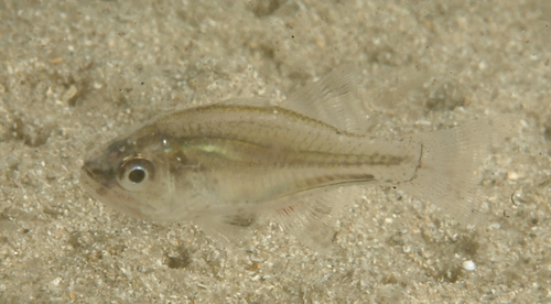 Pinkbelly siphonfish (Siphamia roseigaster) — Apogonidae — 5
