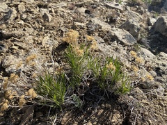 Petradoria pumila