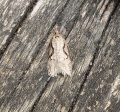 Semioscopis packardella