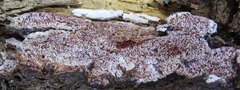 Ceriporia purpurea