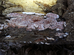 Ceriporia purpurea