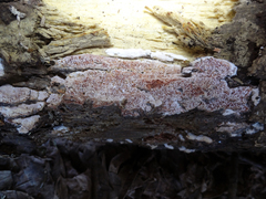 Ceriporia purpurea