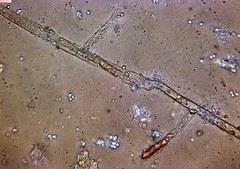 Ceriporia purpurea