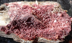 Ceriporia purpurea