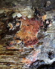 Ceriporia purpurea