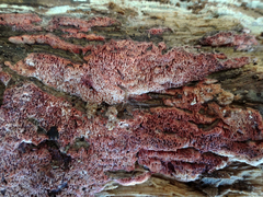 Ceriporia purpurea